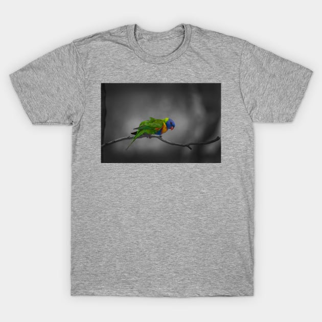 Rainbow Lorikeet_5159A T-Shirt by seadogprints